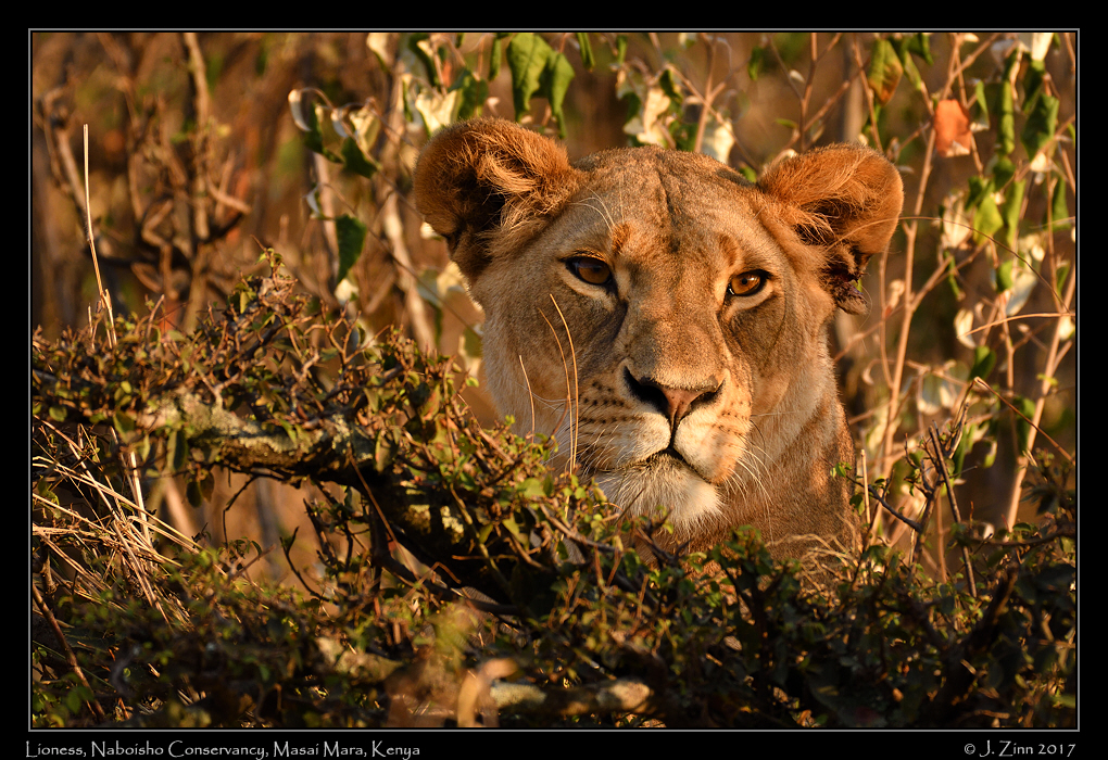 lion_JZ5_0635a