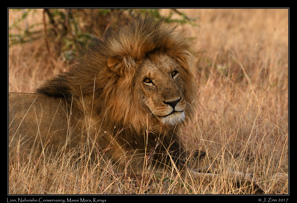 lion_JZ5_0663a
