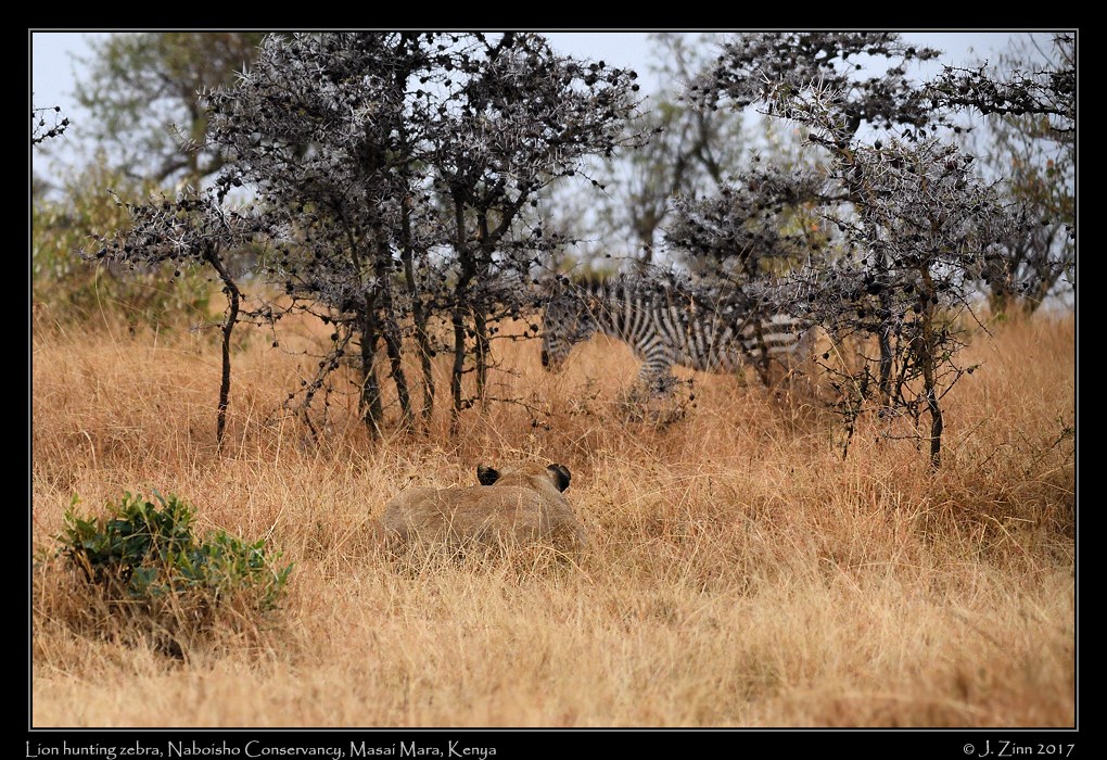 lion_JZ5_0972a