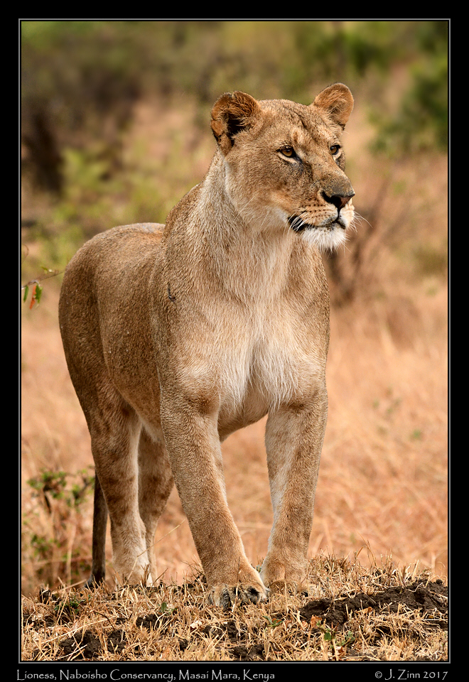 lion_JZ5_0989a