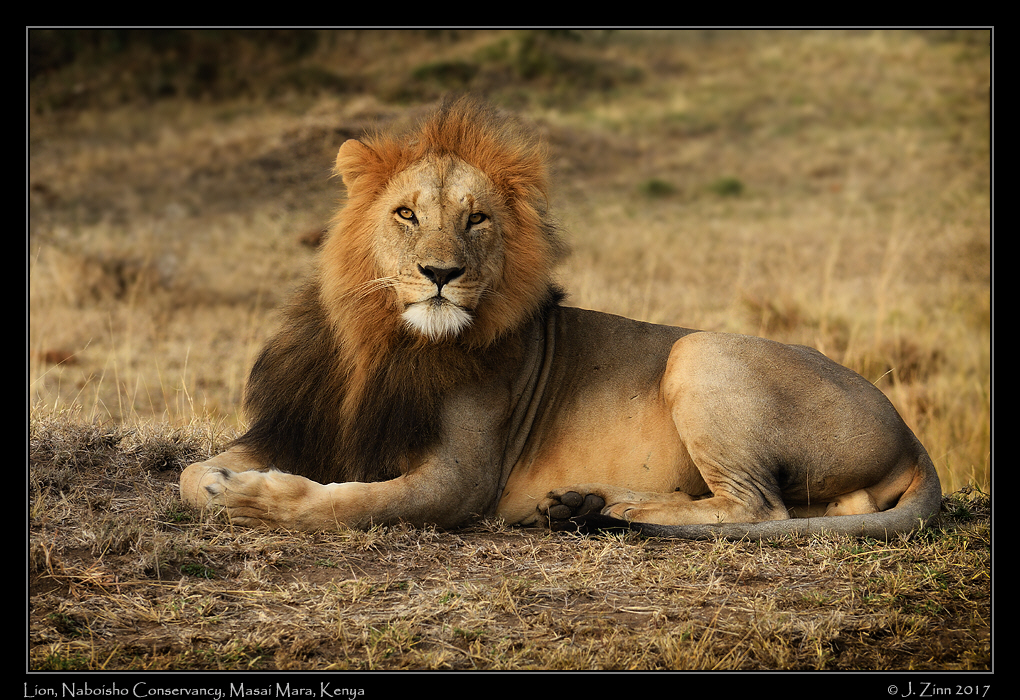 lion_JZ5_1054a