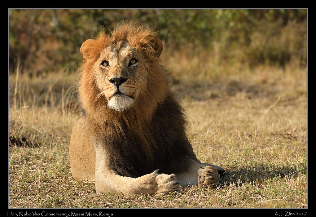 lion_JZ5_1107a