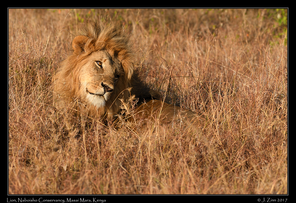 lion_JZ5_1636a
