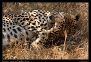  Cheetah � J. Zinn
