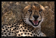  Cheetah � J. Zinn