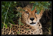  Cheetah � J. Zinn