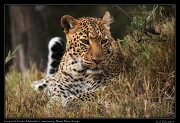  Leopard Osirata � J. Zinn