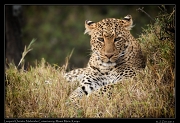  Leopard Osirata � J. Zinn