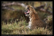  Leopard Osirata � J. Zinn