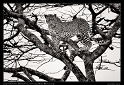  Leopard Osirata � J. Zinn