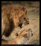  Mating lions � J. Zinn