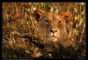 Lioness � J. Zinn
