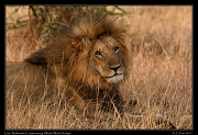  Lion � J. Zinn