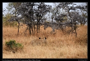  Lion hunting zebra � J. Zinn