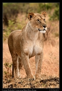  Lioness � J. Zinn
