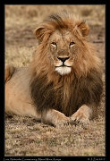  Lion � J. Zinn