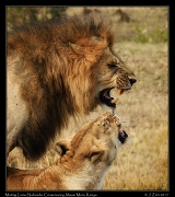  Mating lions � J. Zinn