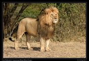  Lion � J. Zinn