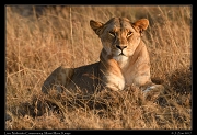  Lion � J. Zinn