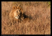  Lion � J. Zinn