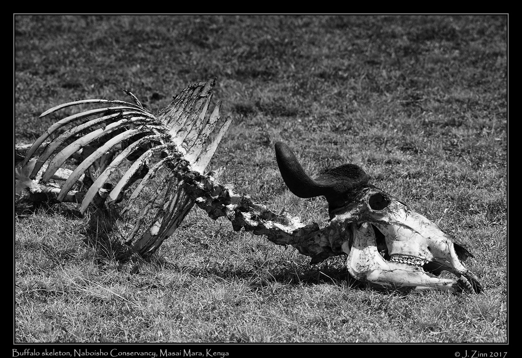buffalo_skeleton_1669bw