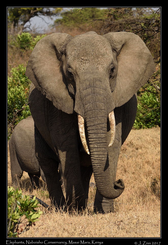 elephant_0466b