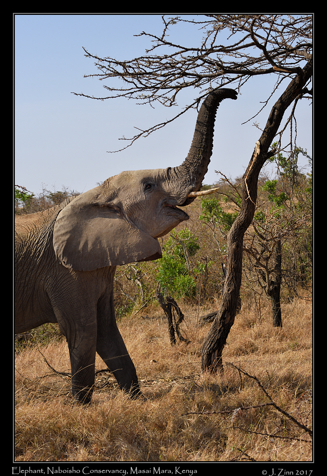 elephant_0638a