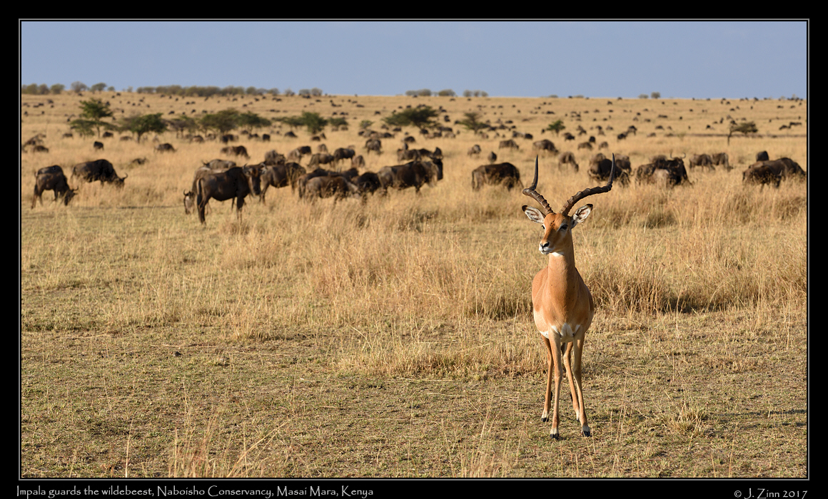 impala_0156a