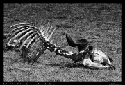  Buffalo skeleton � J. Zinn