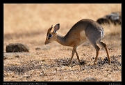 Dik-dik  � J. Zinn