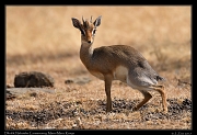  Dik-dik � J. Zinn