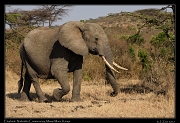  Elephant � J. Zinn