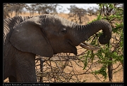  Elephant � J. Zinn