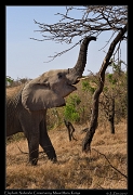  Elephant � J. Zinn