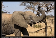  Elephant � J. Zinn