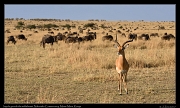  Impala guards the wildebeest,  � J. Zinn