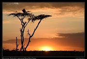  Mara sunrise � J. Zinn