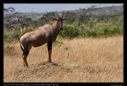  Topi on the lookout  � J. Zinn