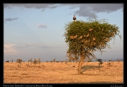  Vulture at dawn � J. Zinn