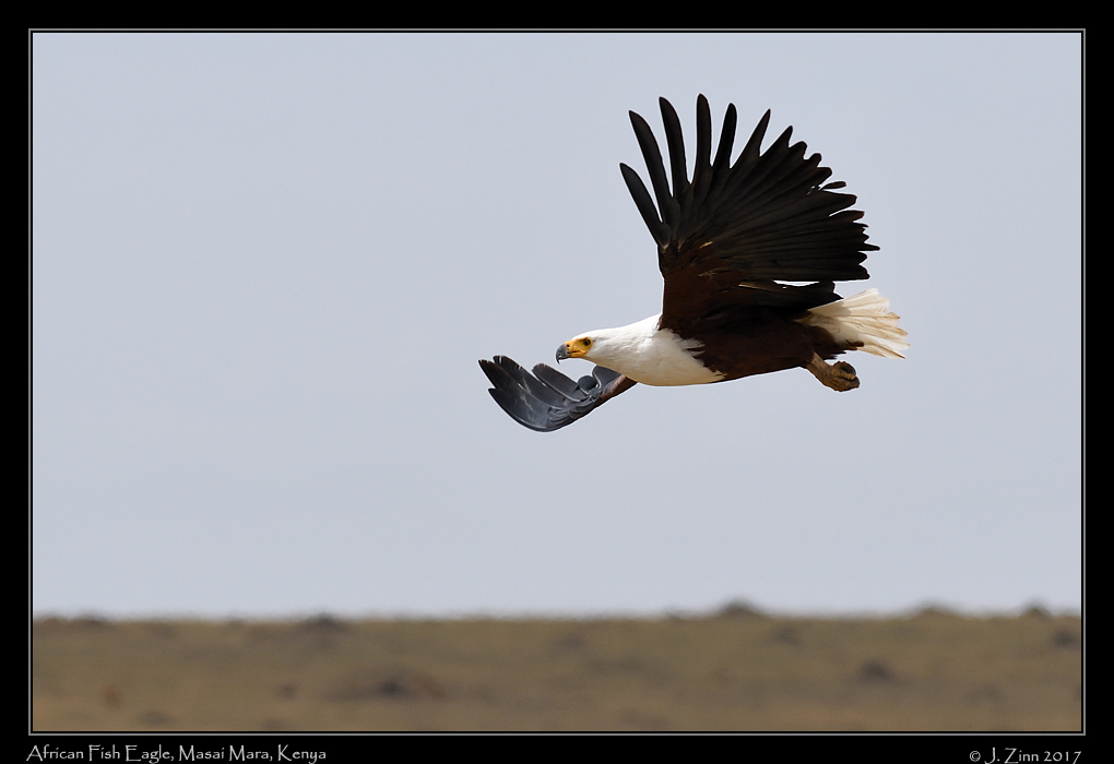 african_fish_eagle_3299a