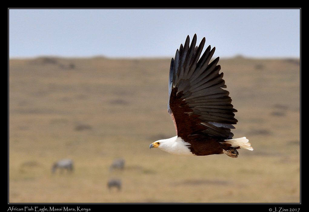 african_fish_eagle_3304c