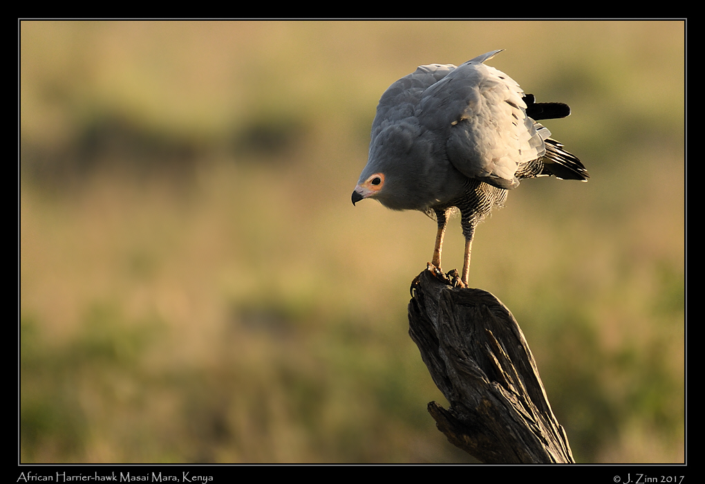 african_harrier_hawk_3814a