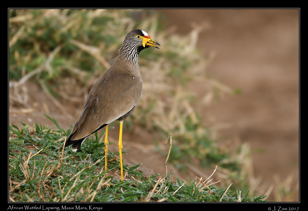 african_wattled_lapwing_2512a
