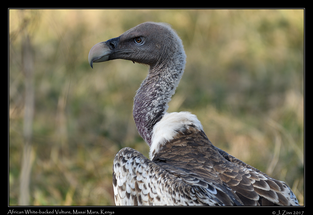 african_white_backed_vulture_2627a