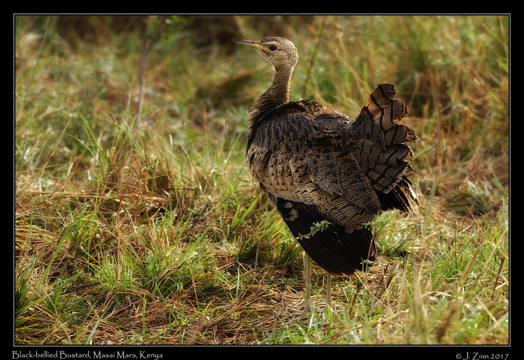 black_bellied_bustard_5455dxoa