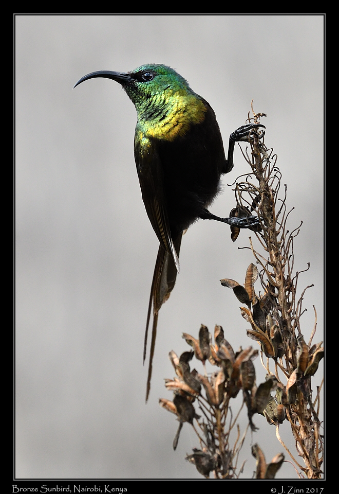 bronze_sunbird_5675a