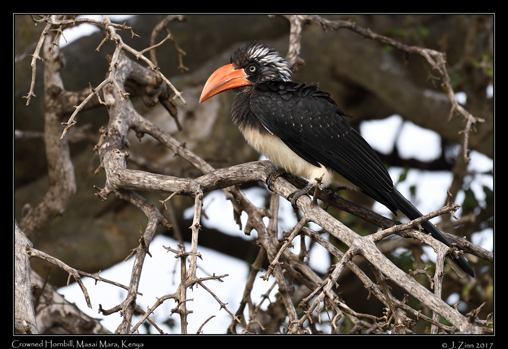 crowned_hornbill_5580a
