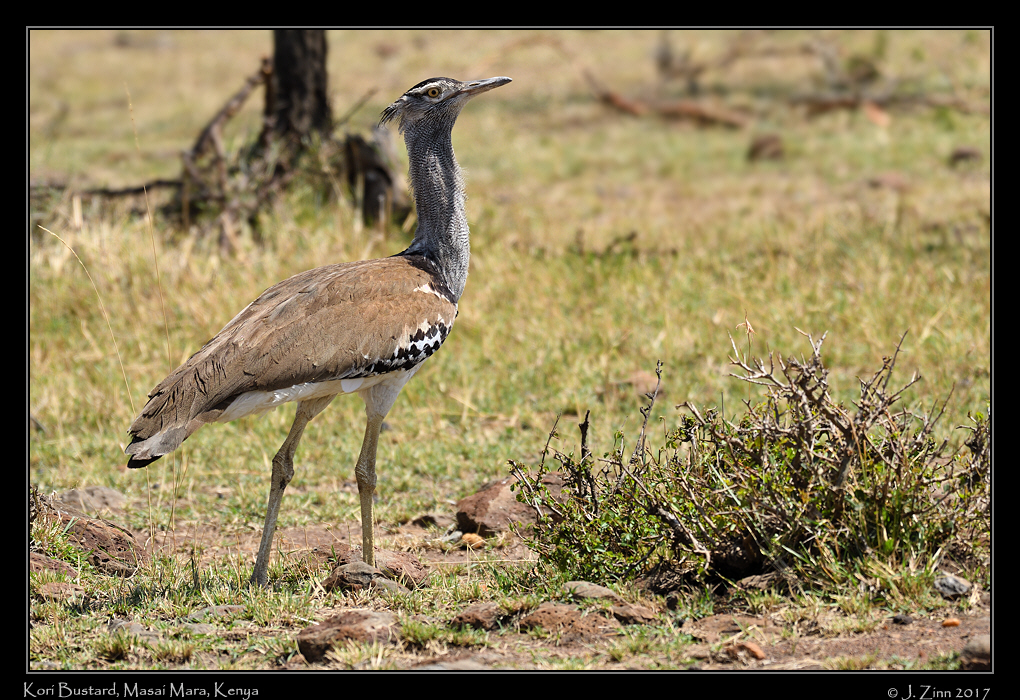 kori_bustard_2107a