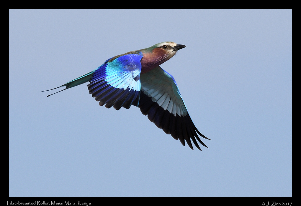lilac_breasted_roller_1969a