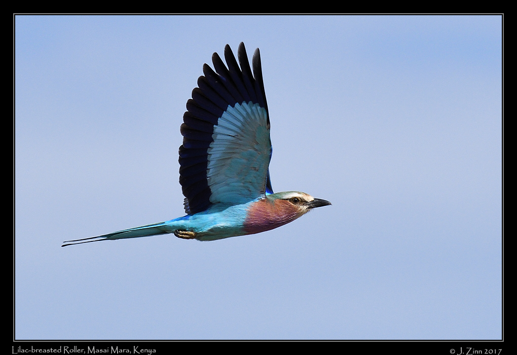 lilac_breasted_roller_1978a